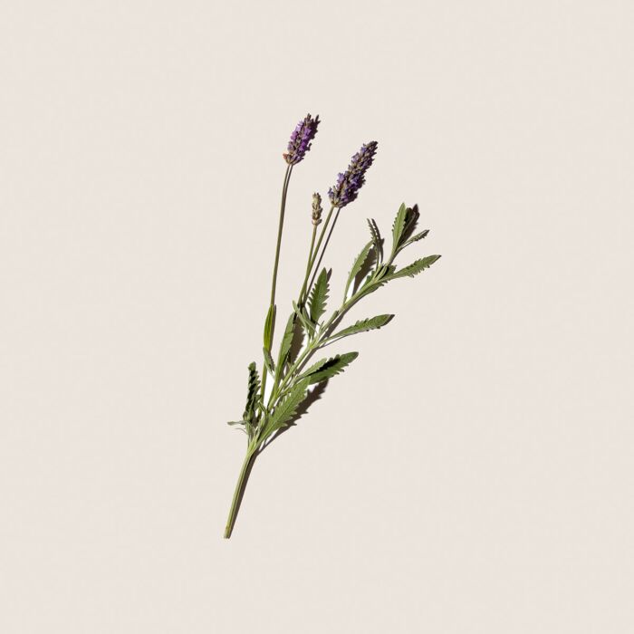 Alqvimia Aceite corporal de Lavanda 150ml Últimos 3 días