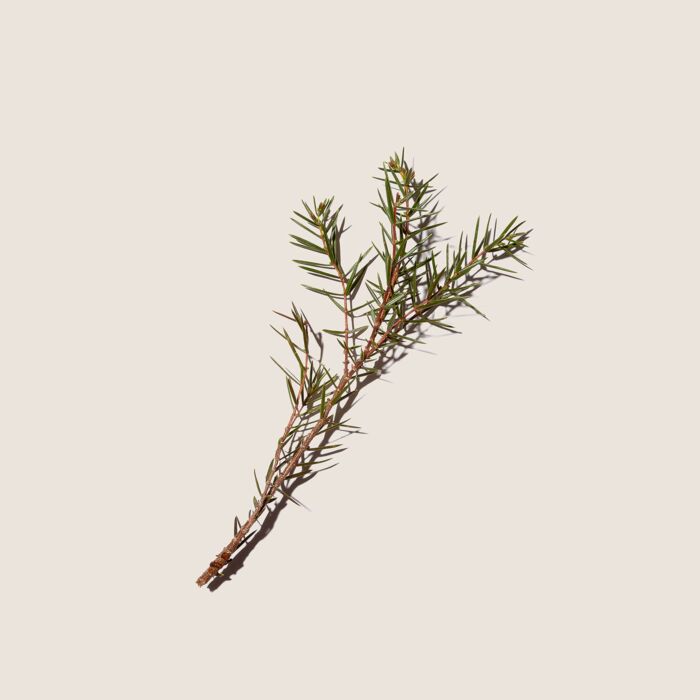 Alqvimia Aceite Esencial de Enebro 10ml Envío gratis