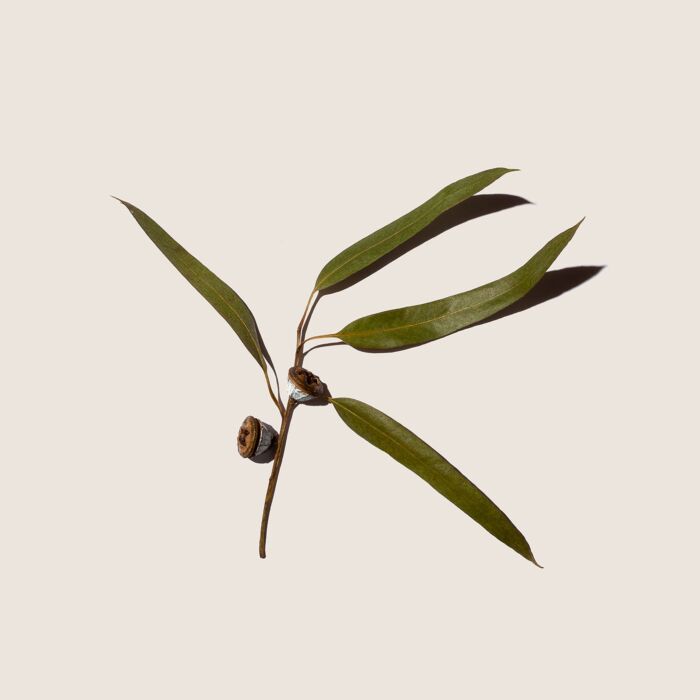 Alqvimia Aceite Esencial de Eucalipto 10ml Últimos 3 días