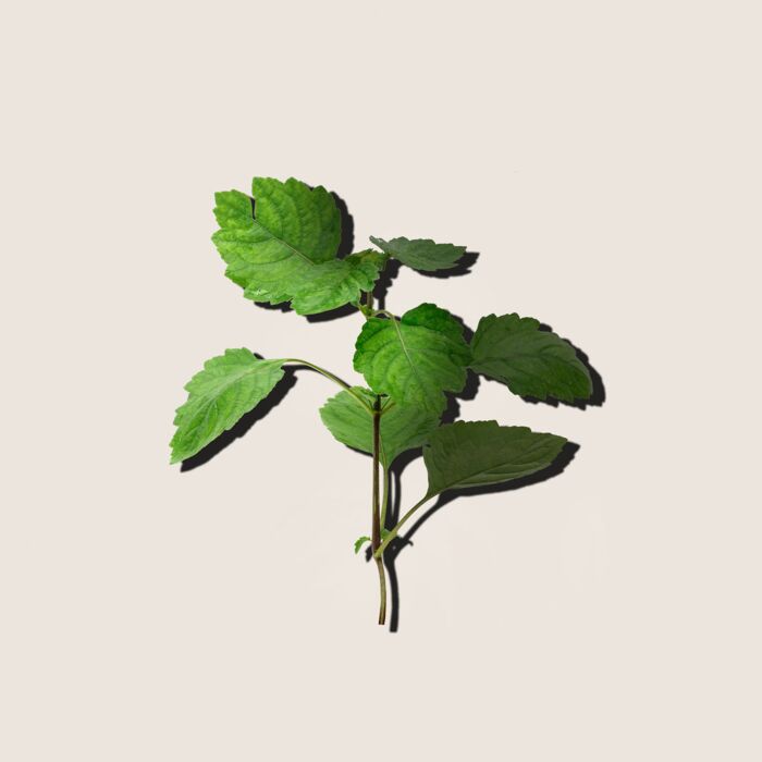 Alqvimia Aceite Esencial de Patchouli 10ml Ahorra y exporta
