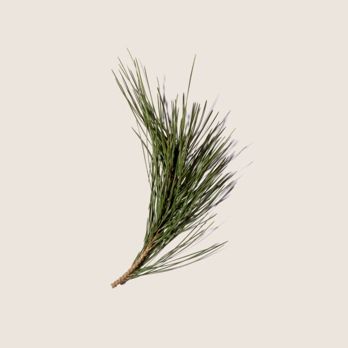 Alqvimia Aceite Esencial de Pino 10ml En oferta