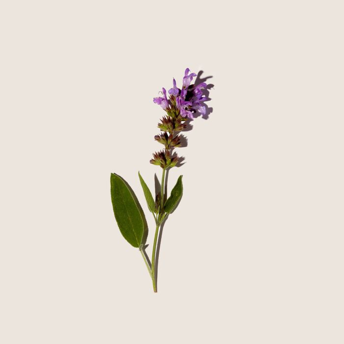 Alqvimia Aceite Esencial de Salvia Sclarea 10ml Oferta exclusiva