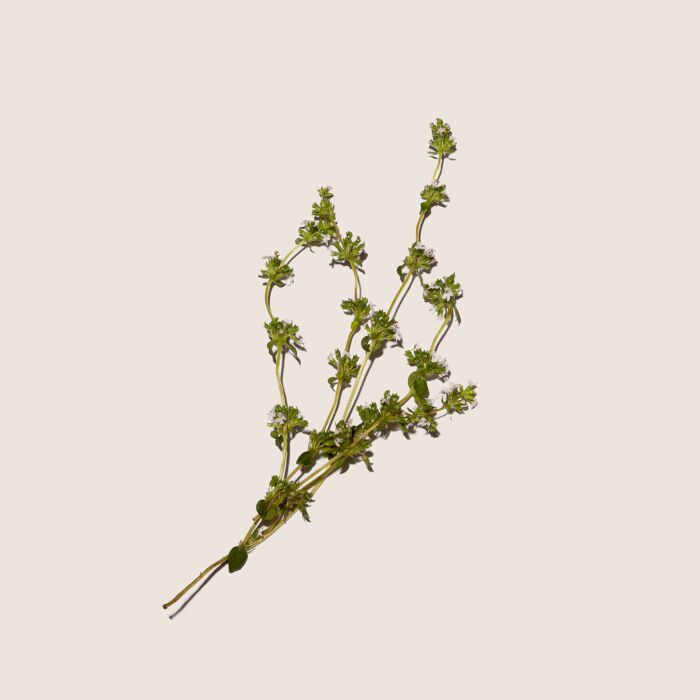 Alqvimia Aceite Esencial de Tomillo 10ml Última moda