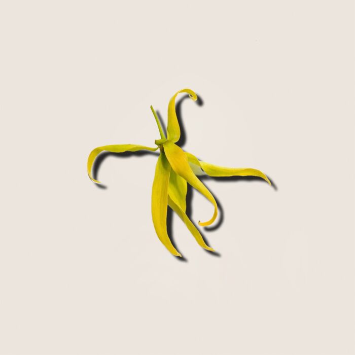 Alqvimia Aceite Esencial de Ylang-Ylang 10ml Ofertas especiales