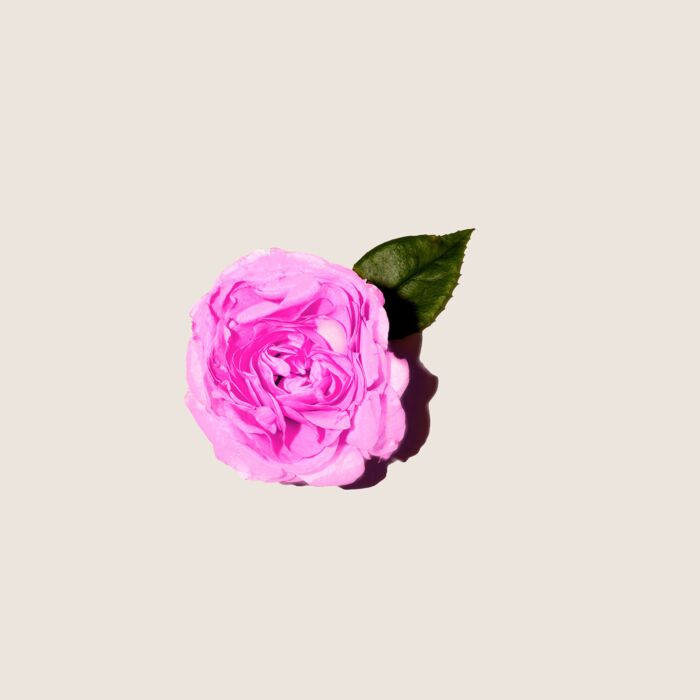 Alqvimia Aceite Esencial de Rosa Búlgara 5ml Devoluciones gratuitas