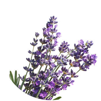 Corpore sano Lavanda: Purificante y Relajante Devoluciones gratuitas