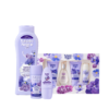tulipán negro Pack Sweet Violeta Envío gratis