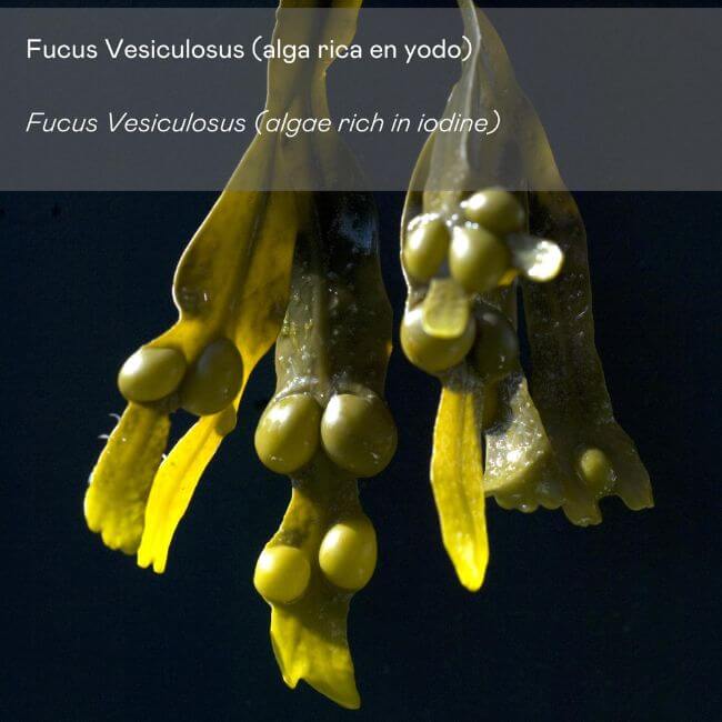 valquer laboratorios Crema corporal de alga anticelulítica Liquidación
